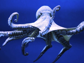 NEAR Protocol Project Octopus Network Lays Off 40% of Team